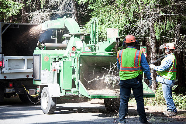 Leaf Removal in Santa Ana Pueblo, NM